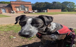 Mixed Breed dogs for adoption: TROOPER in Ashbourne - Image 1