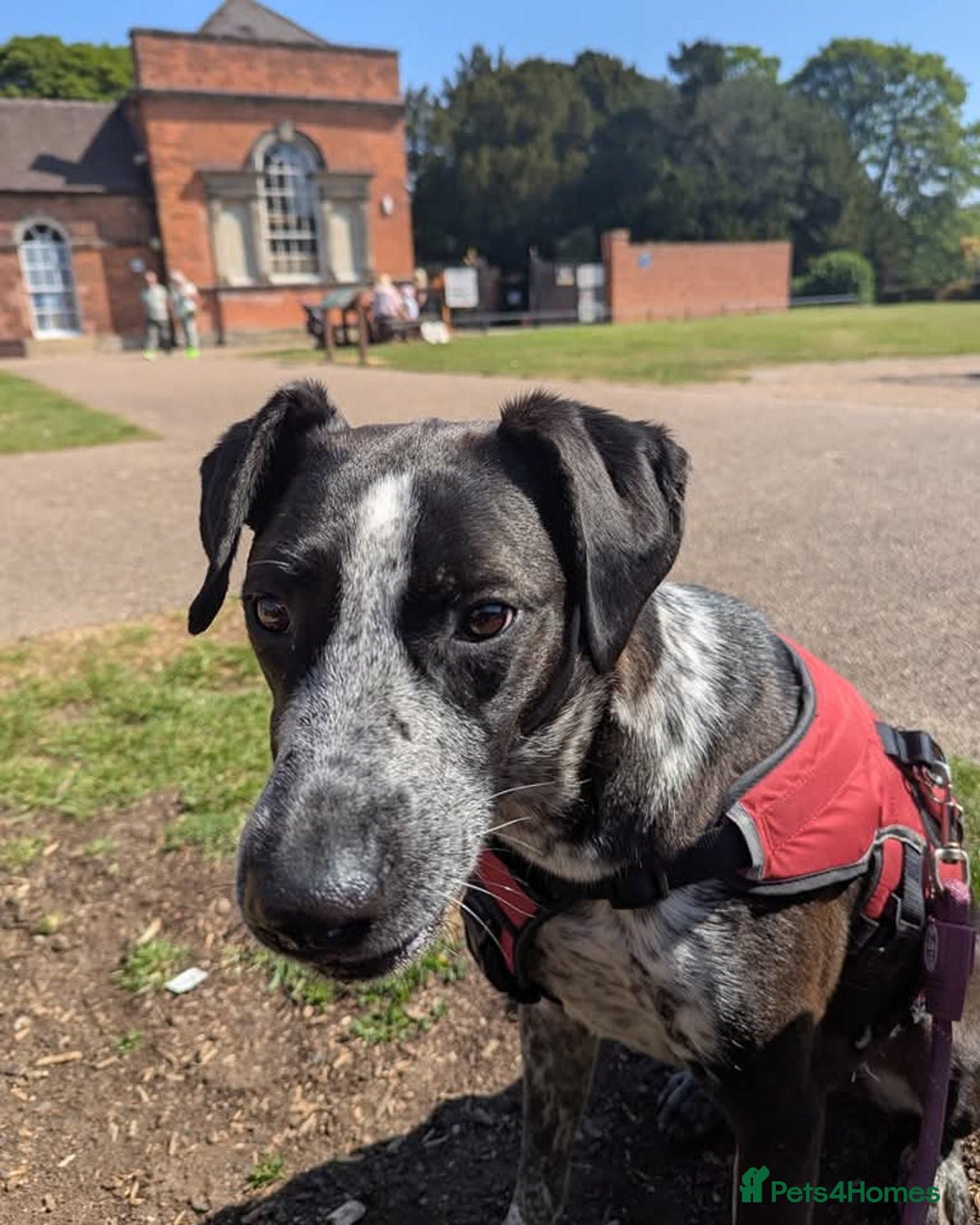 Mixed Breed dogs for adoption: TROOPER in Ashbourne - Image 1
