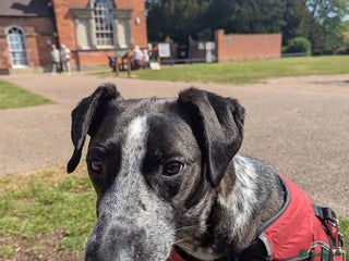Mixed Breed dogs in Ashbourne - Advert 8