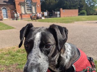 Mixed Breed dogs TROOPER in Ashbourne - Advert 10