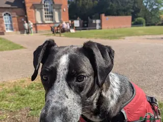 Mixed Breed dogs TROOPER in Ashbourne - Advert 7