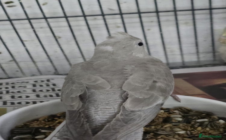 Cockatiels birds Young aviary Bred cockatiel  - Advert 16