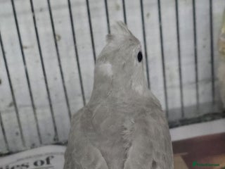 Cockatiels birds Young aviary Bred cockatiel - Advert 15