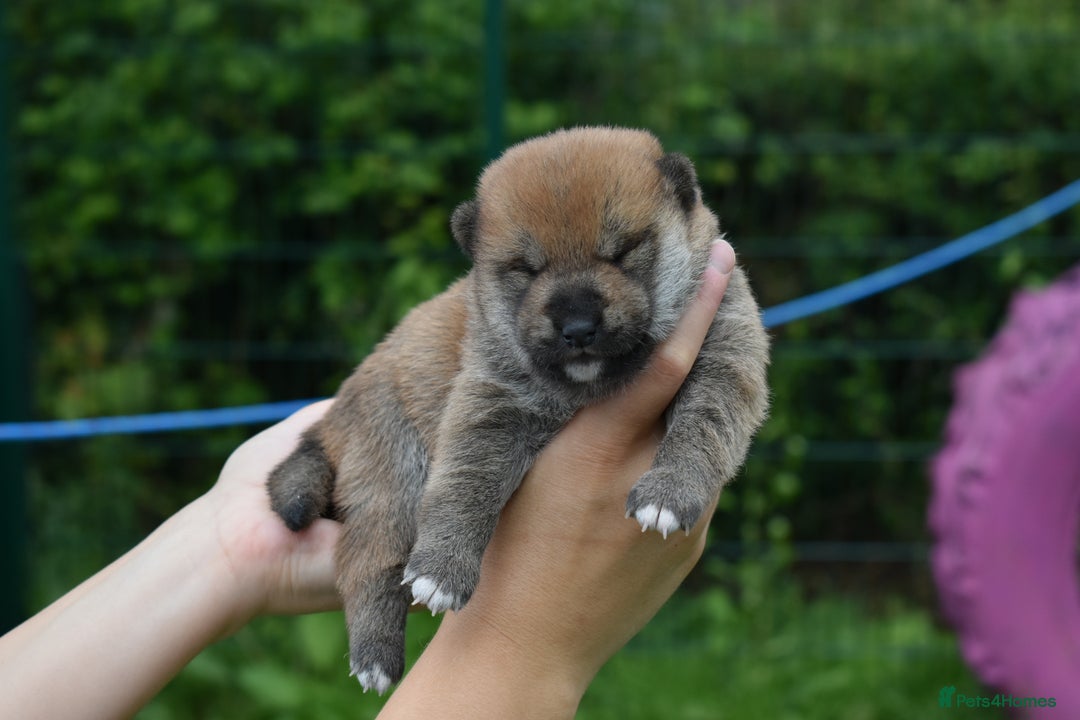 Japanese Shiba Inu dogs for sale: Beautiful Japanese Shiba Inu Puppies - Image 24