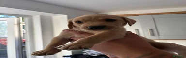 Labrador Retriever 2