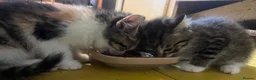 Mixed Breed cats for sale: Gorgeous Kittens Ready Now - Advert 7