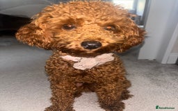 Toy Poodle dogs for sale: Red Apricot Toy Poodle  - Image 4