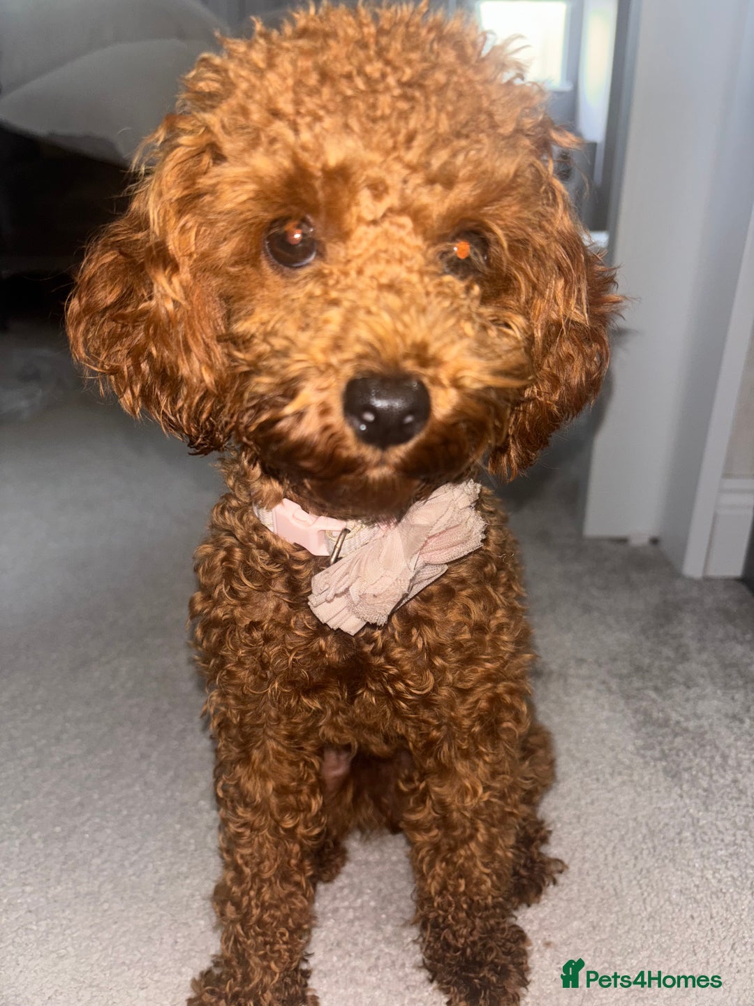 Toy Poodle dogs for sale: Red Apricot Toy Poodle  - Image 4