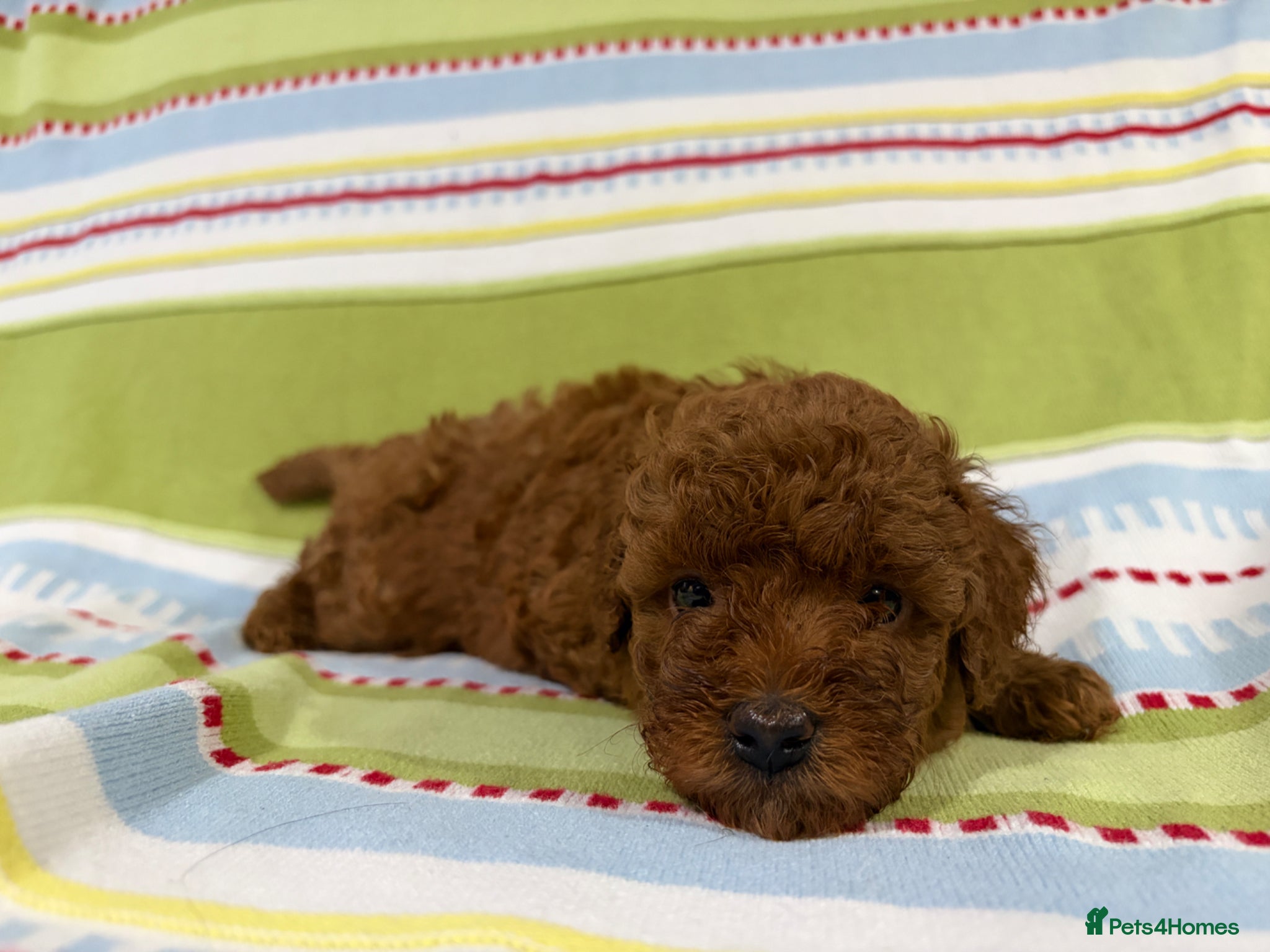 Toy Poodle dogs for sale: KC REGISTERED toy poodle puppies - Advert 1