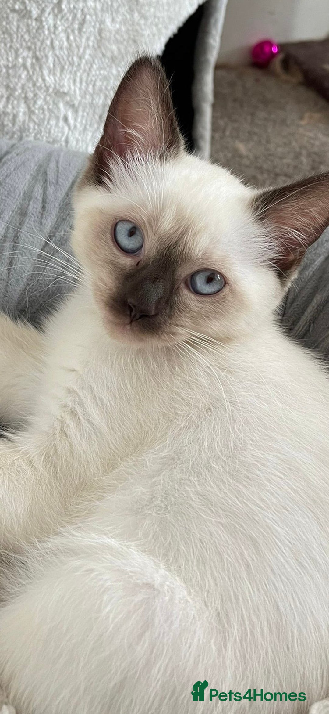 British Shorthair cats for sale: Reduced- BRITISH BLUE SHORTHAIR RAG DOLL KITTENS in Wigan - Image 20