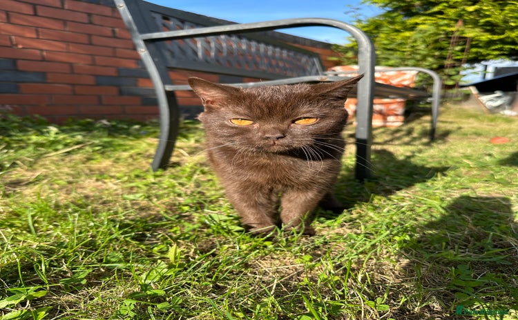 British Shorthair cats - Advert 4