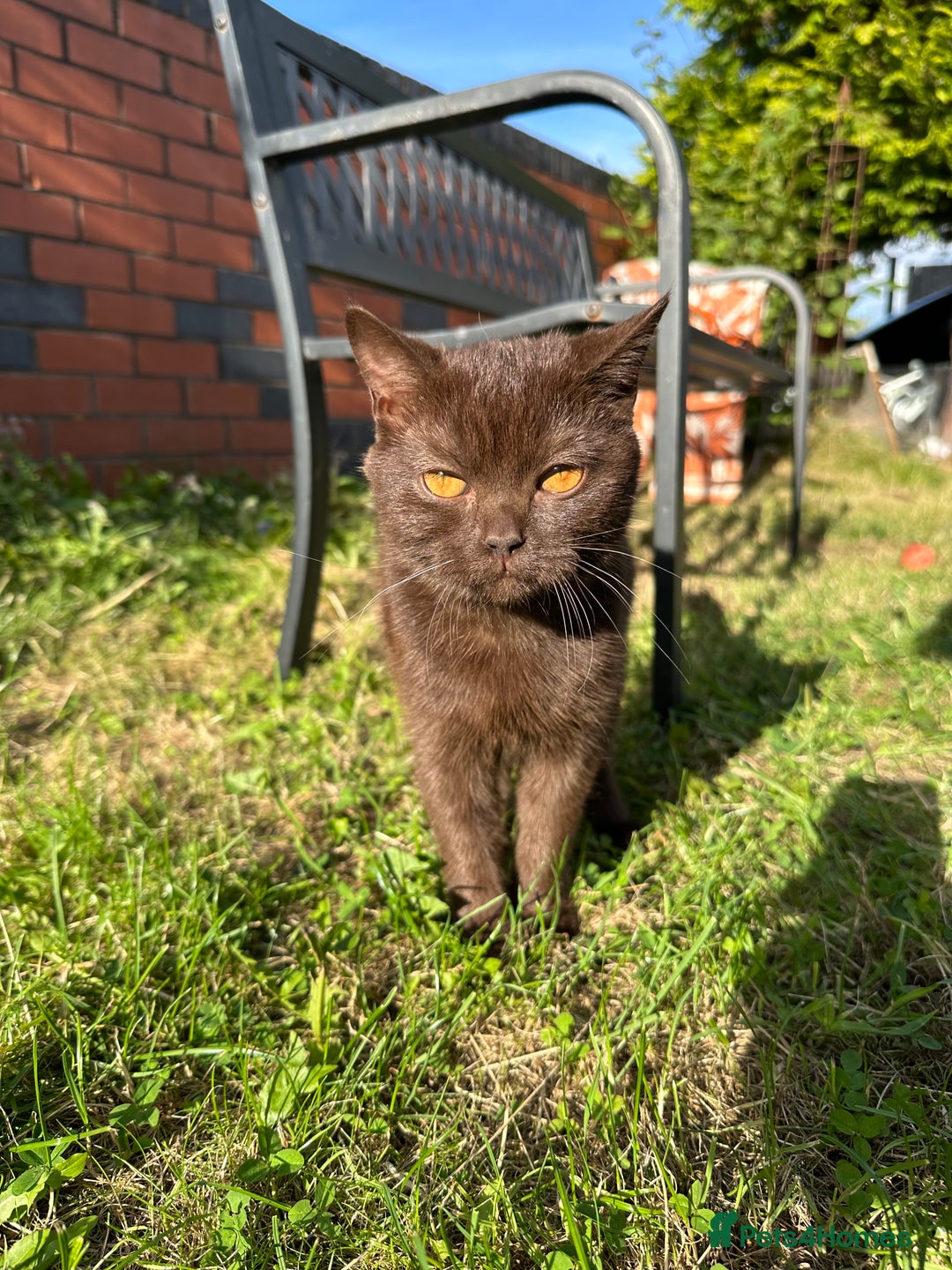 British Shorthair cats for sale: Chocolate British Shorthair  - Image 1