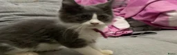 Maine Coon cats for sale: Xxl Maine coon kittens - Advert 3