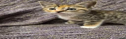 Mixed Breed cats for sale: BEAUTIFUL MIXED RAGDOLL KITTEN BOY - Advert 5