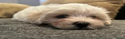 Mixed Breed dogs for sale: 10 week old Lhatese puppy - Advert 6