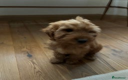 Cockapoo dogs for sale: Cockapoo puppy male - Advert 5