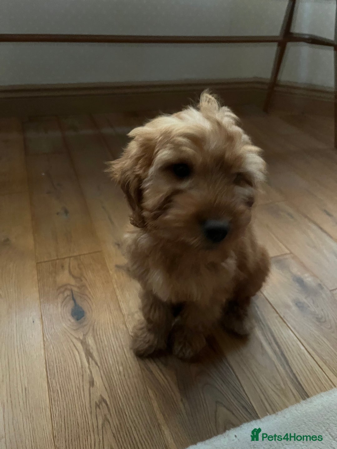 Cockapoo dogs for sale: Cockapoo puppy male - Advert 5