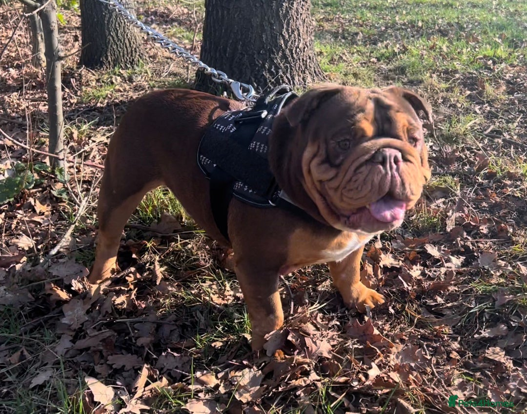 English Bulldog dogs for stud: Dog for stud in Dagenham - Advert 3