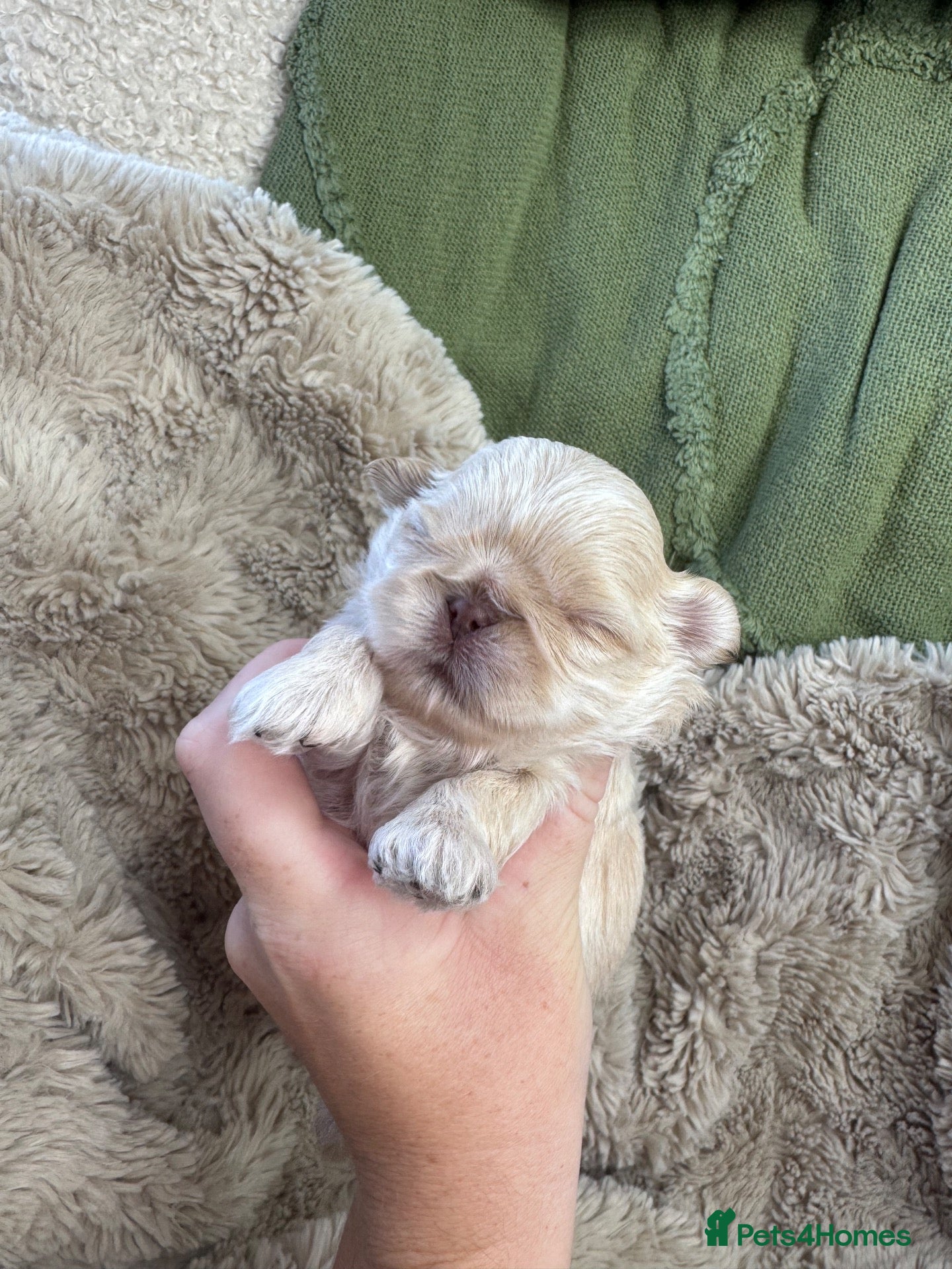 Shih Tzu dogs Mini Colourful Litter of Shihtzu  - Advert 10