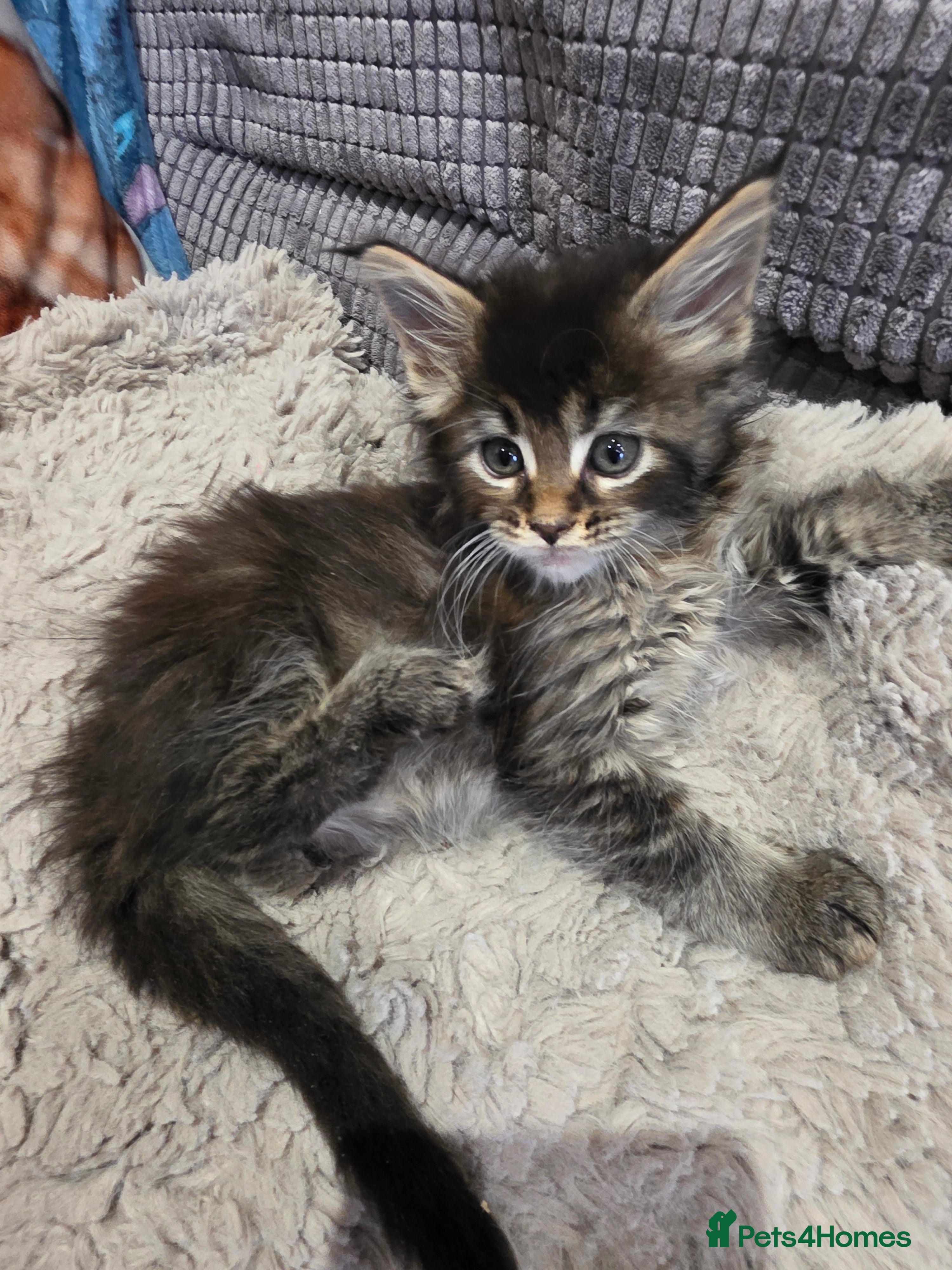 Maine Coon cats Beautiful Maine Coon kittens  - Advert 12