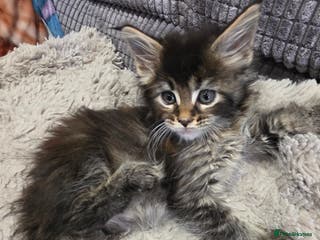 Maine Coon cats Beautiful Maine Coon kittens - Advert 12