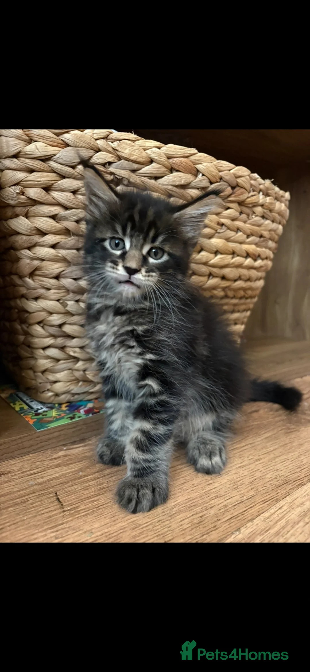 Maine Coon cats for sale: TICA registered Mainecoon kittens - Advert 9