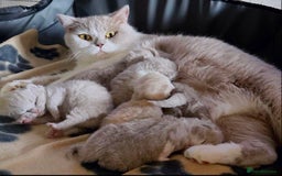 British Longhair cats for sale: Stunning British Longhair Boys TICA Registered - Image 19