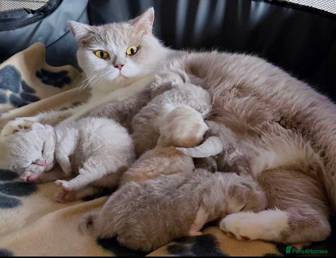 British Longhair cats for sale: Stunning British Longhair Boys TICA Registered - Image 19