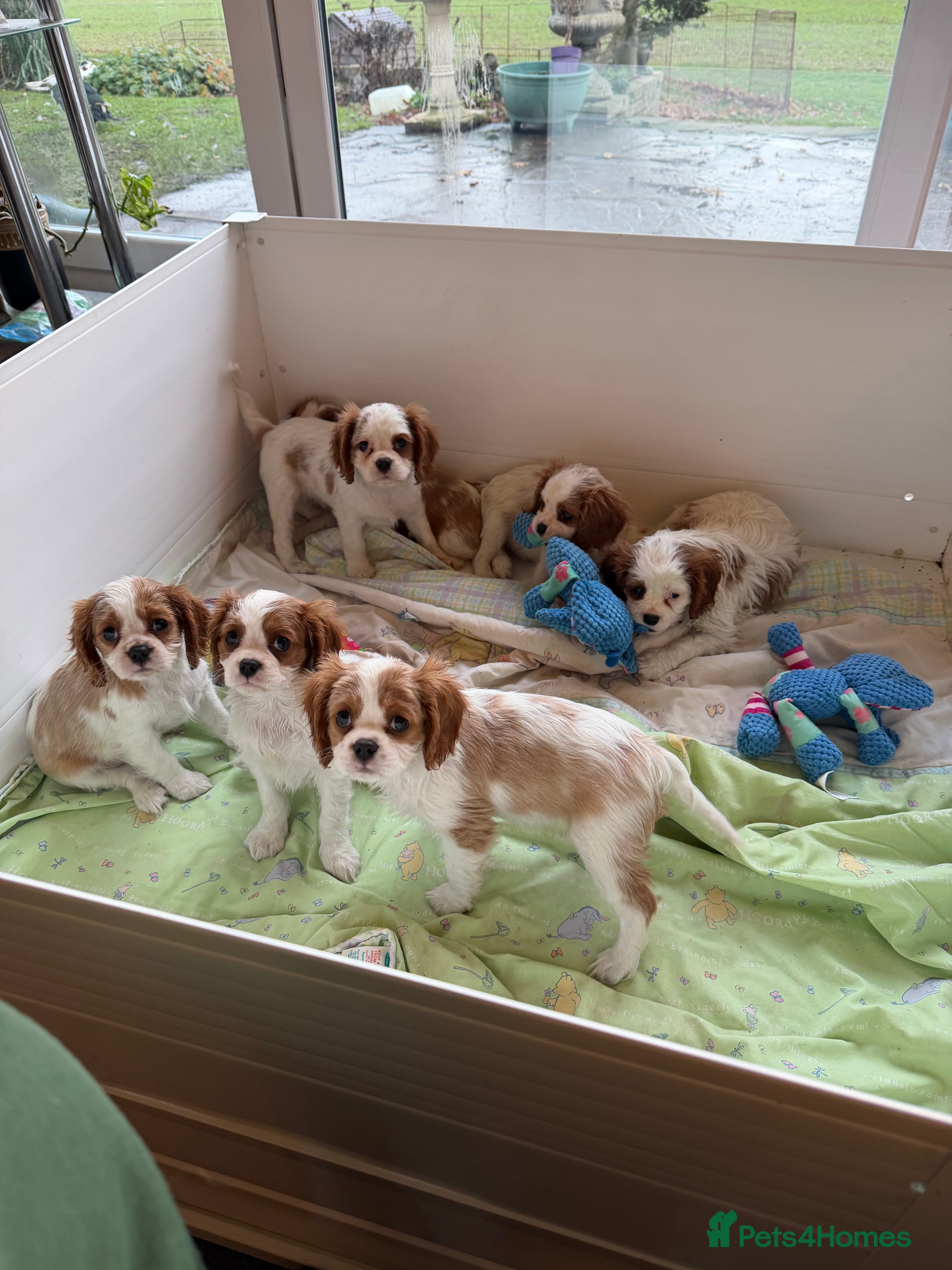 Cavalier King Charles Spaniel dogs Kc registered cavalier king charles puppies - Advert 1