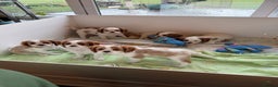 Cavalier King Charles Spaniel dogs for sale: Kc registered cavalier king charles puppies - Advert 1