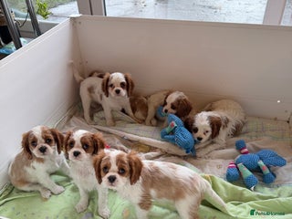 Cavalier King Charles Spaniel dogs Kc registered cavalier king charles puppies - Advert 6