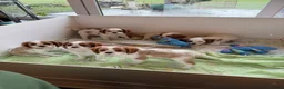 Cavalier King Charles Spaniel dogs for sale: Kc registered cavalier king charles puppies - Advert 1