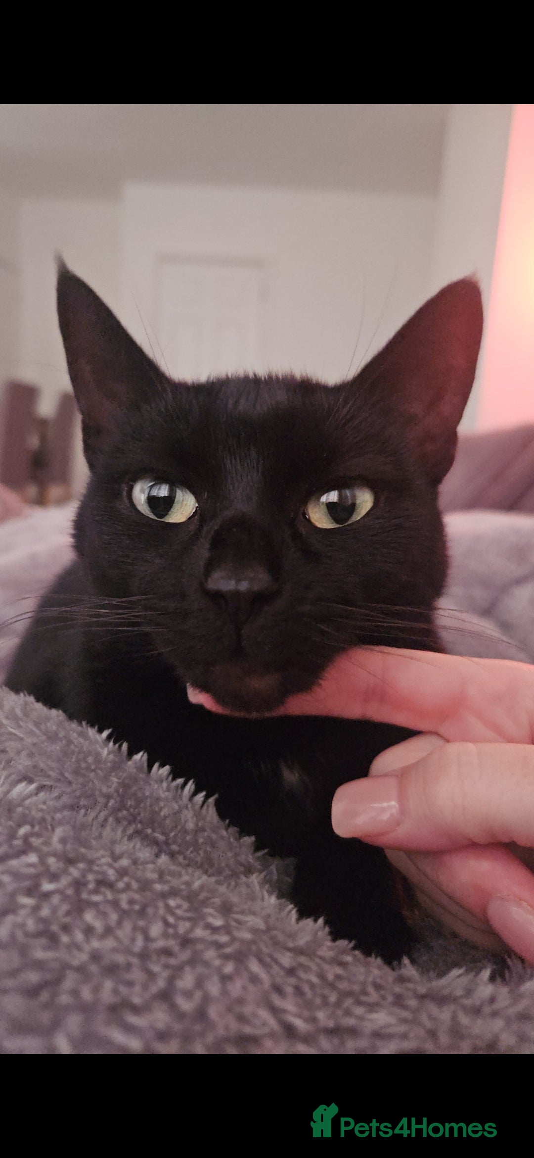 Mixed Breed cats for sale: 3 female kittens. Ready to go 7th jan - Advert 4