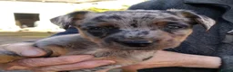 Jack Russell dogs for sale: Rare miniature Jack Russell puppies - Advert 2