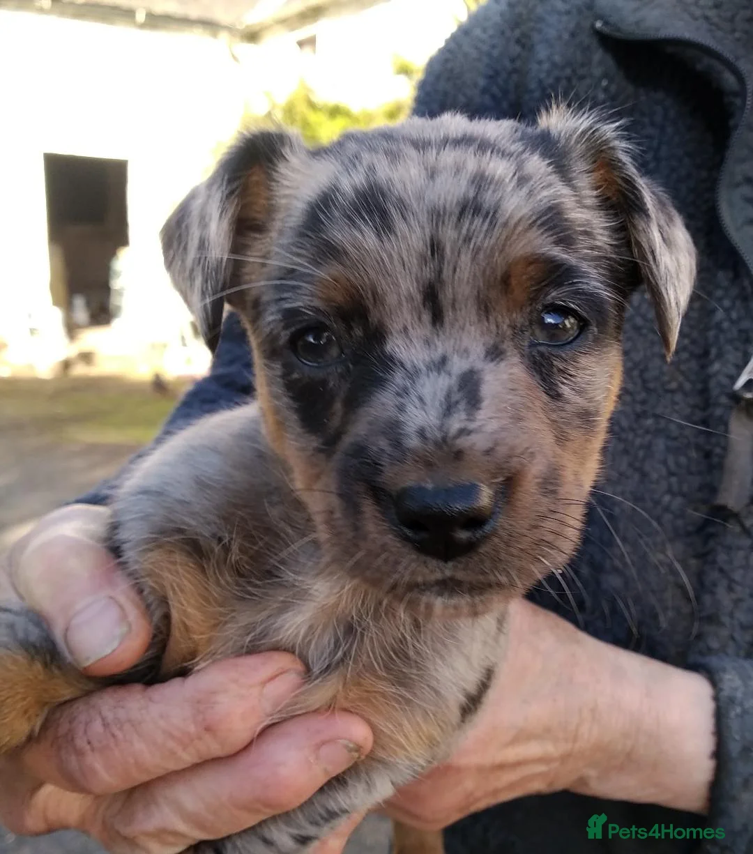 Jack Russell dogs for sale: Rare miniature Jack Russell puppies - Advert 2