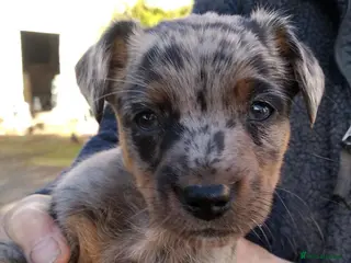 Jack Russell dogs Rare miniature Jack Russell puppies - Advert 1