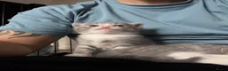 Mixed Breed cats for sale: 2 beautiful male kittens.  - Advert 7