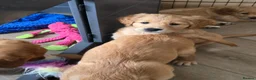Golden Retriever dogs for sale:  *FOX RED KC REG GOLDEN RETRIEVER PUPS* - Advert 5