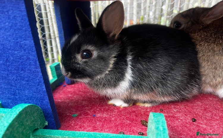 Netherland Dwarf rabbits - Advert 10