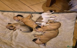 Jug dogs for sale: Jack russel x pug - Advert 2