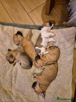 Jug dogs Jack russel x pug - Advert 5