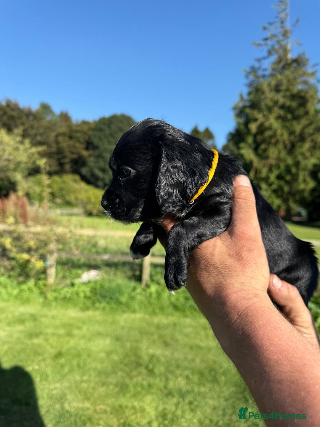 Cocker Spaniel dogs for sale: Working cocker spaniel - Image 13