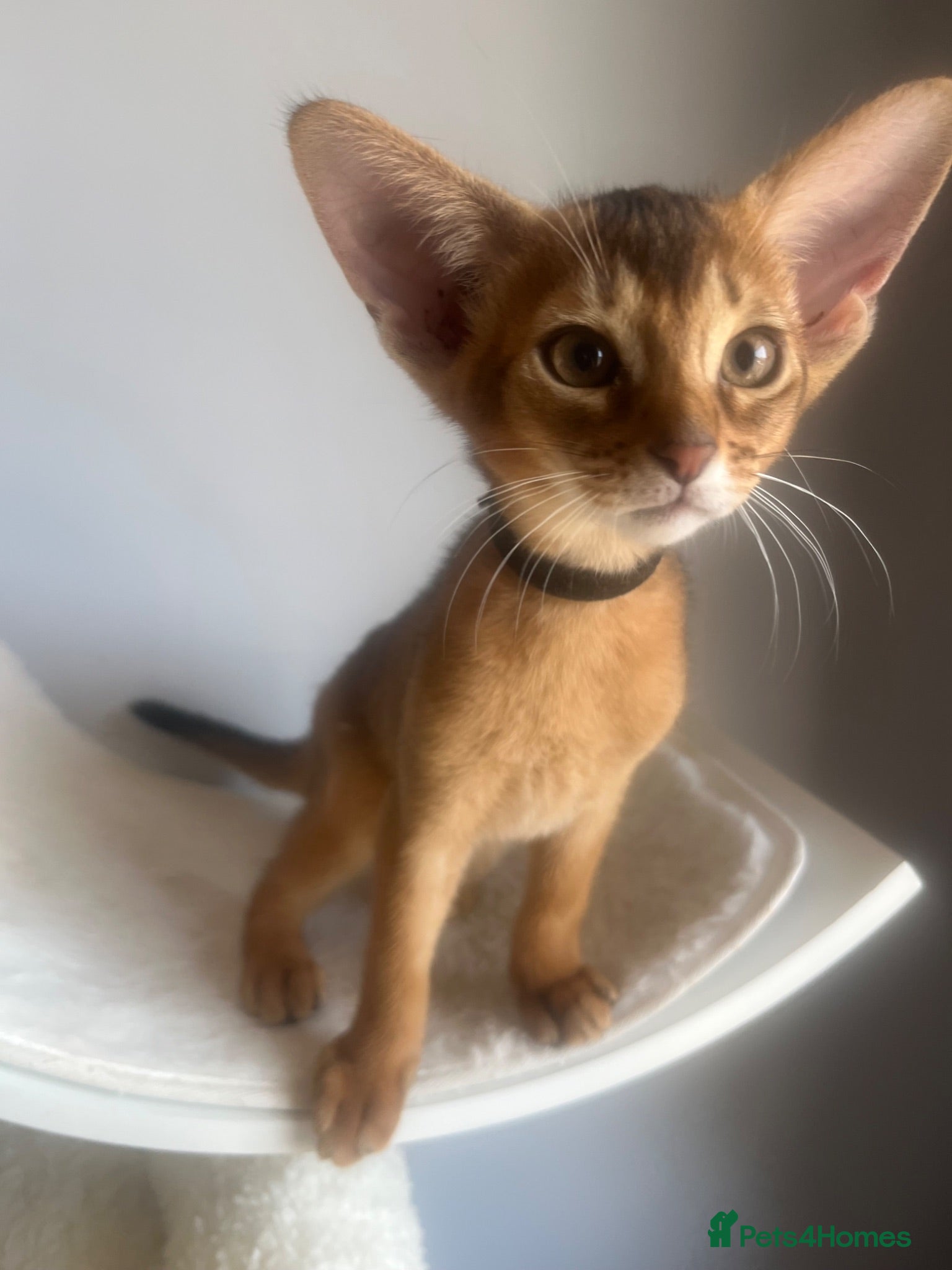 Abyssinian cats Adorable Abyssinian kittens - Advert 1