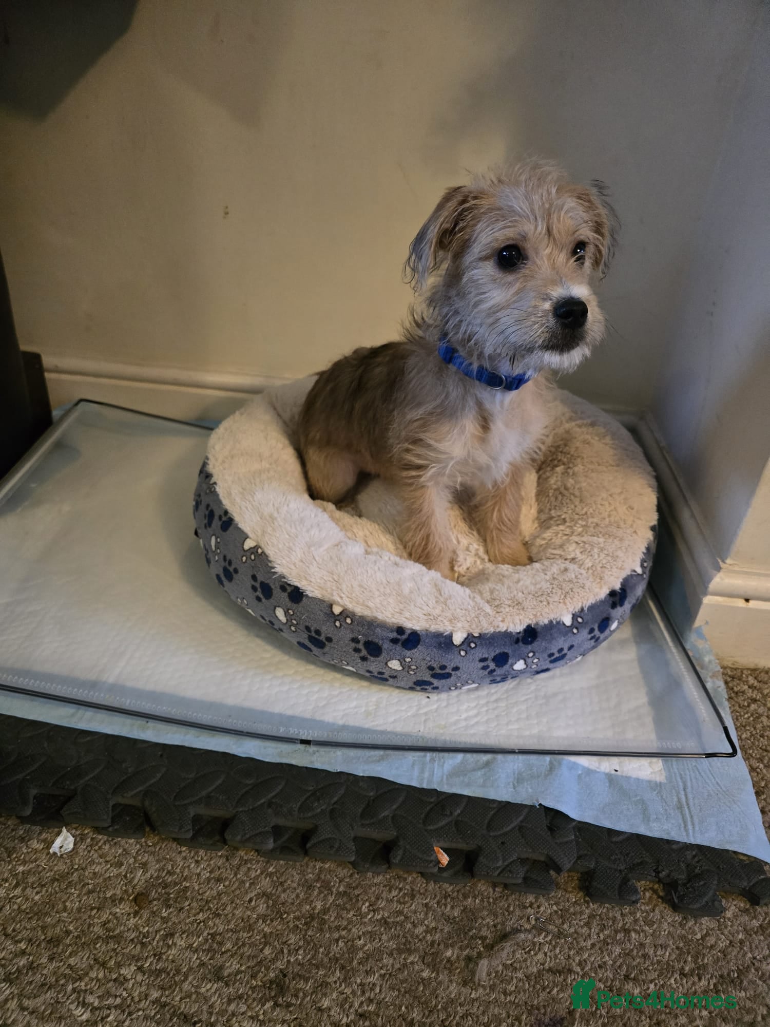 Mixed Breed dogs Milo needs a new home - Advert 1