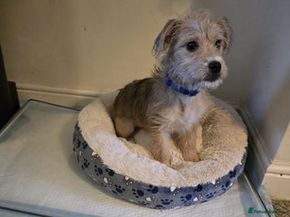 Mixed Breed dogs Milo needs a new home - Advert 1