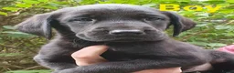 Labrador Retriever dogs for sale: Beautiful Labrador Retriever puppies  - Advert 5