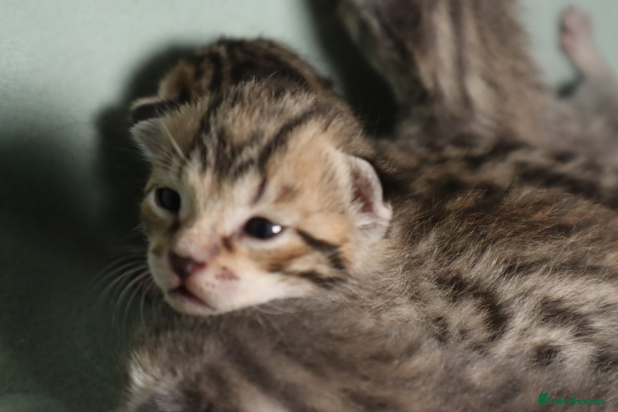 Bengal cats 🐾 Show-Stopping Savannah x Bengal  🐆 - Advert 2