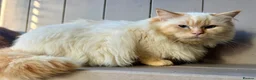 Ragdoll cats for stud: Flame point Ragdoll for stud - Advert 1