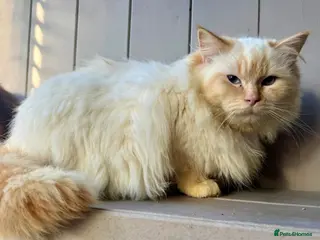 Ragdoll cats Flame point Ragdoll for stud - Advert 1