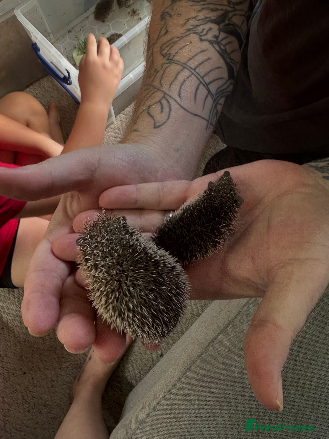 Mixed Breed rodents for sale: Baby Tenrecs - Image 2